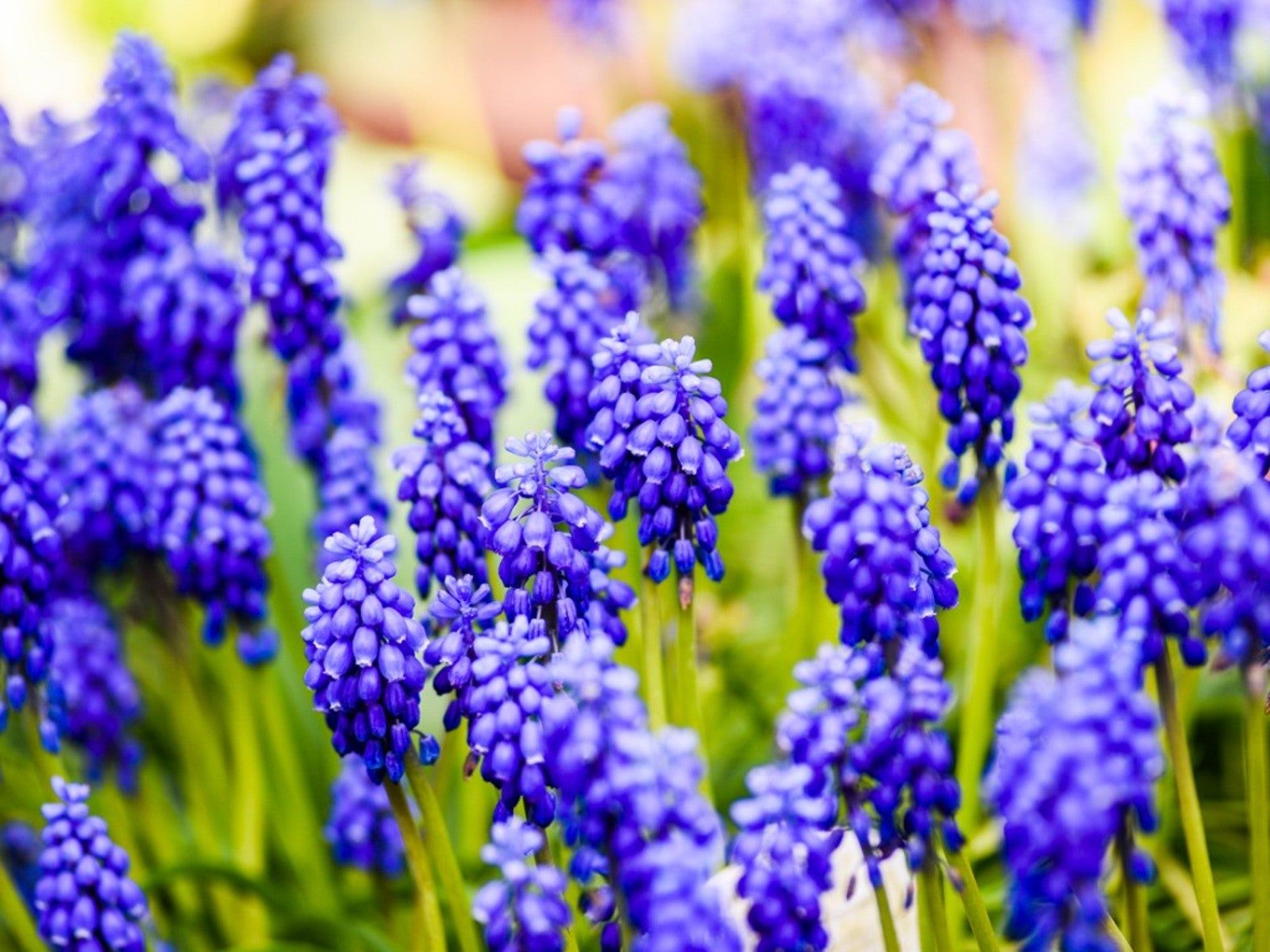 Naturalizing Grape Hyacinths Tips On Planting Grape Hyacinth Bulbs In Lawns Gardening Know How