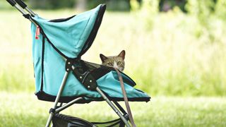 Cat in stroller