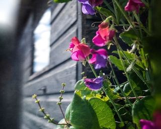Sweet peas growing next to a garden shed