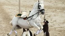 1Spanish_Riding_School_Vienna_2CYT8W1.jpg