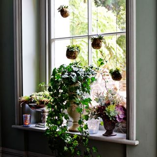 Christmas window with succulents
