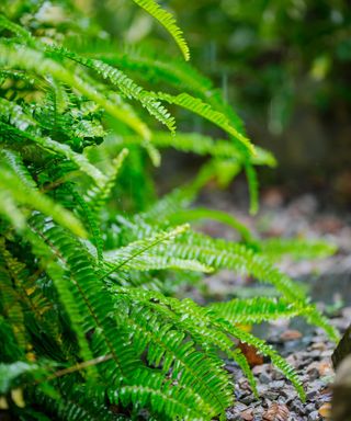 Green fern leaves in the garden alongside a gravel path in the rain