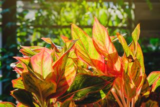 Close-Up Of Red Aglaonema Plant Against Sunlight