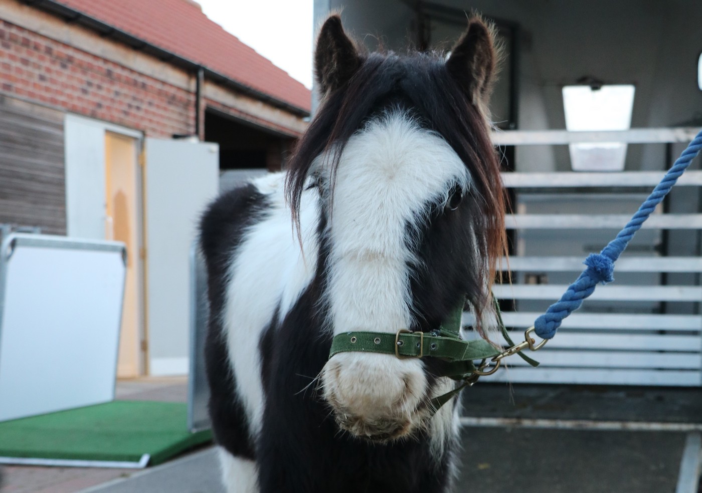 Bransby Horses rescue horse put down