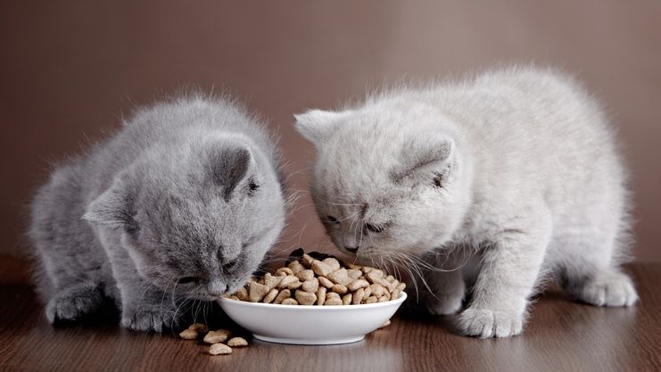 Best kitten food 2022: Healthy cat food options to help with nourishment and growth
