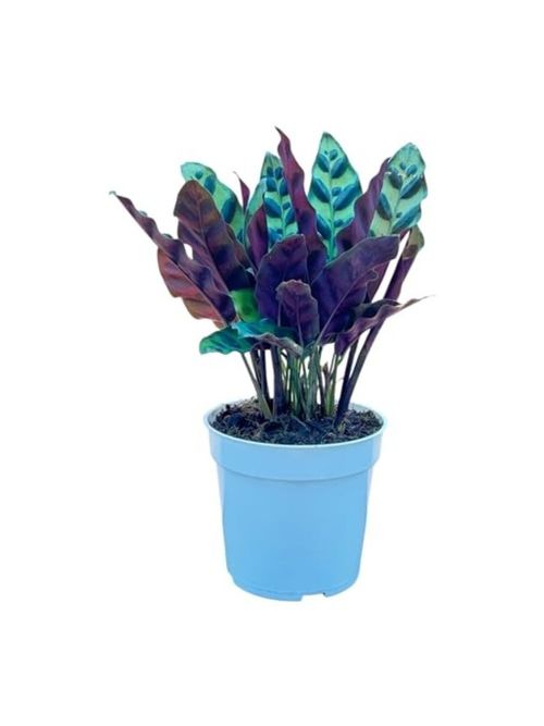 Rattlesnake Calathea Live Plant