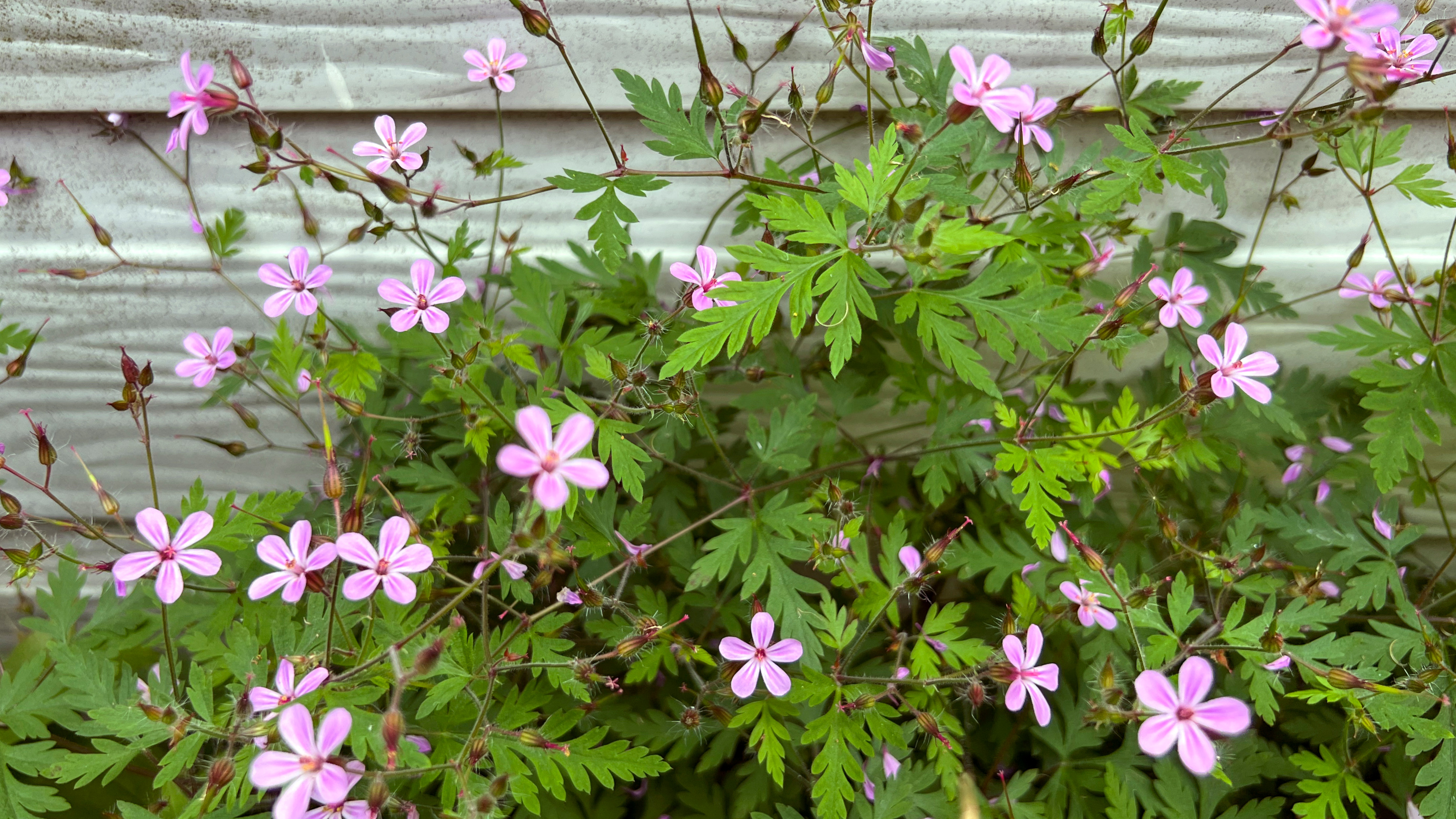 Herb Robert - Geranium robertianum - DigiPub - GettyImages-1398123490