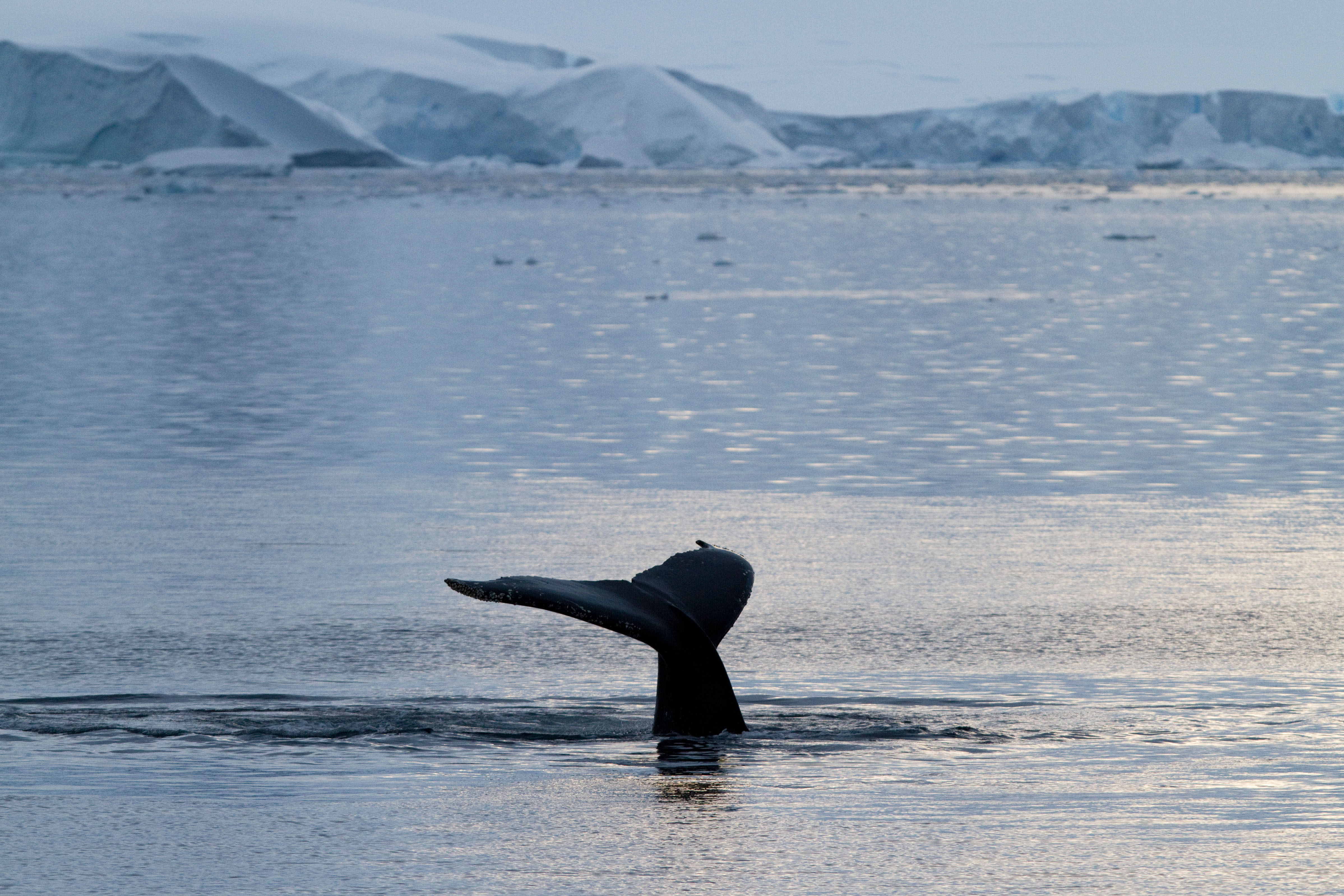 A whale tail sticks out of the water