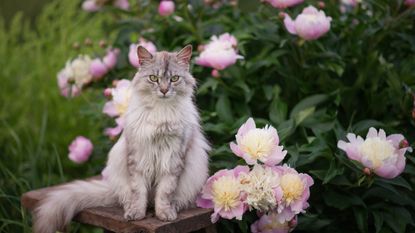 A long haired gray cat next to a blooming peony bush