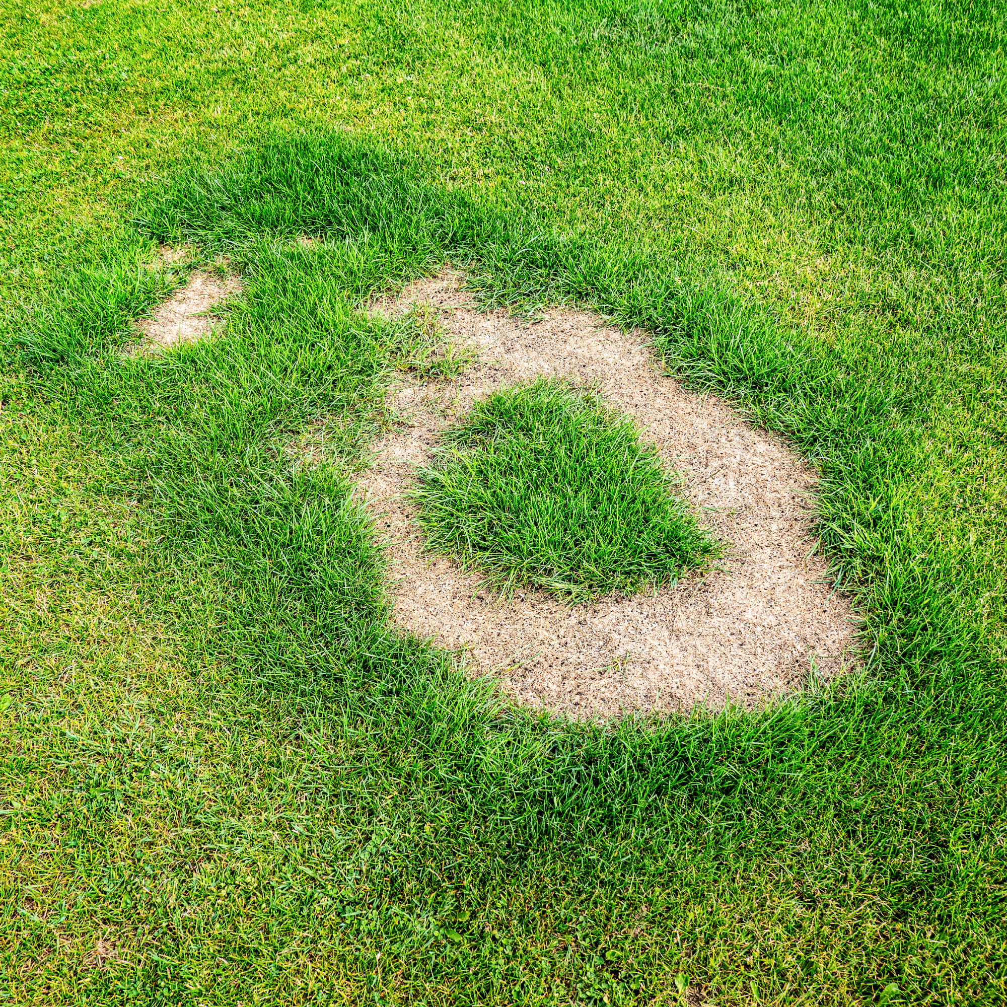 lawn with ring of dead grass 