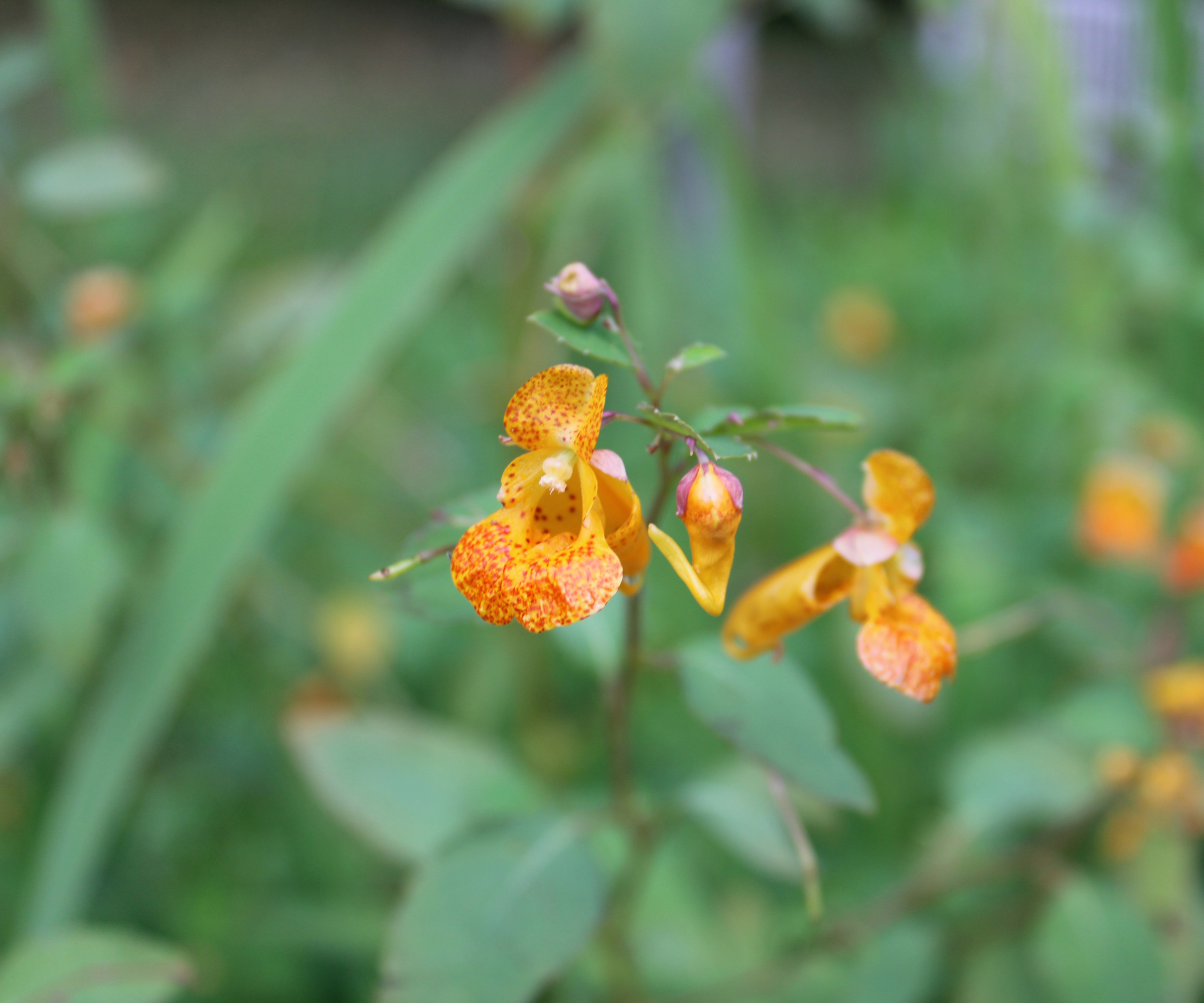 Orange jewelweed