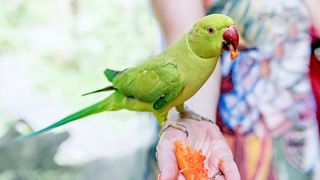 Bird eating mango