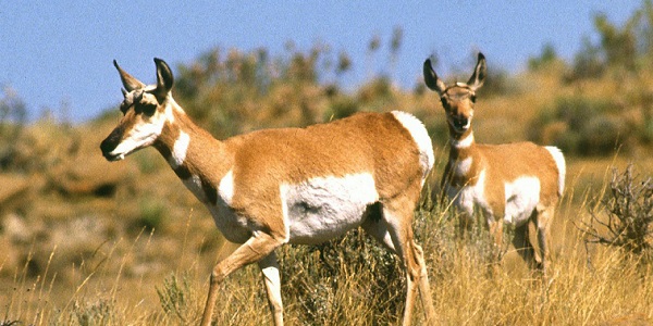 antelopes