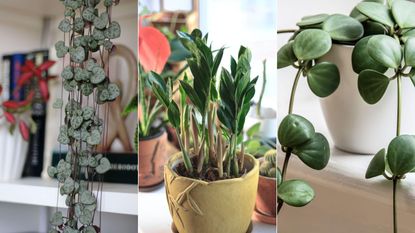 indoor flower plants low light