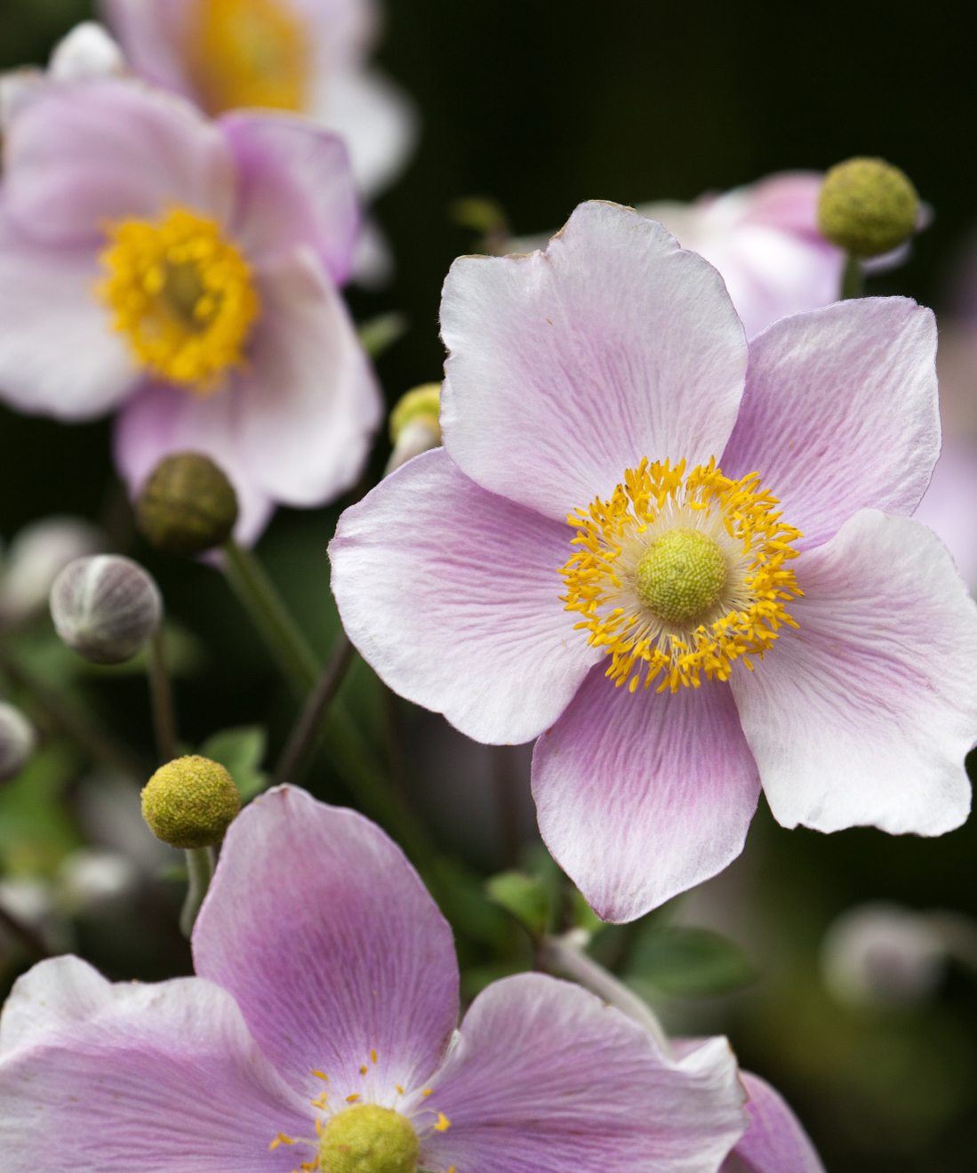 5 garden experts reveal their favorite autumn flowering plants ...