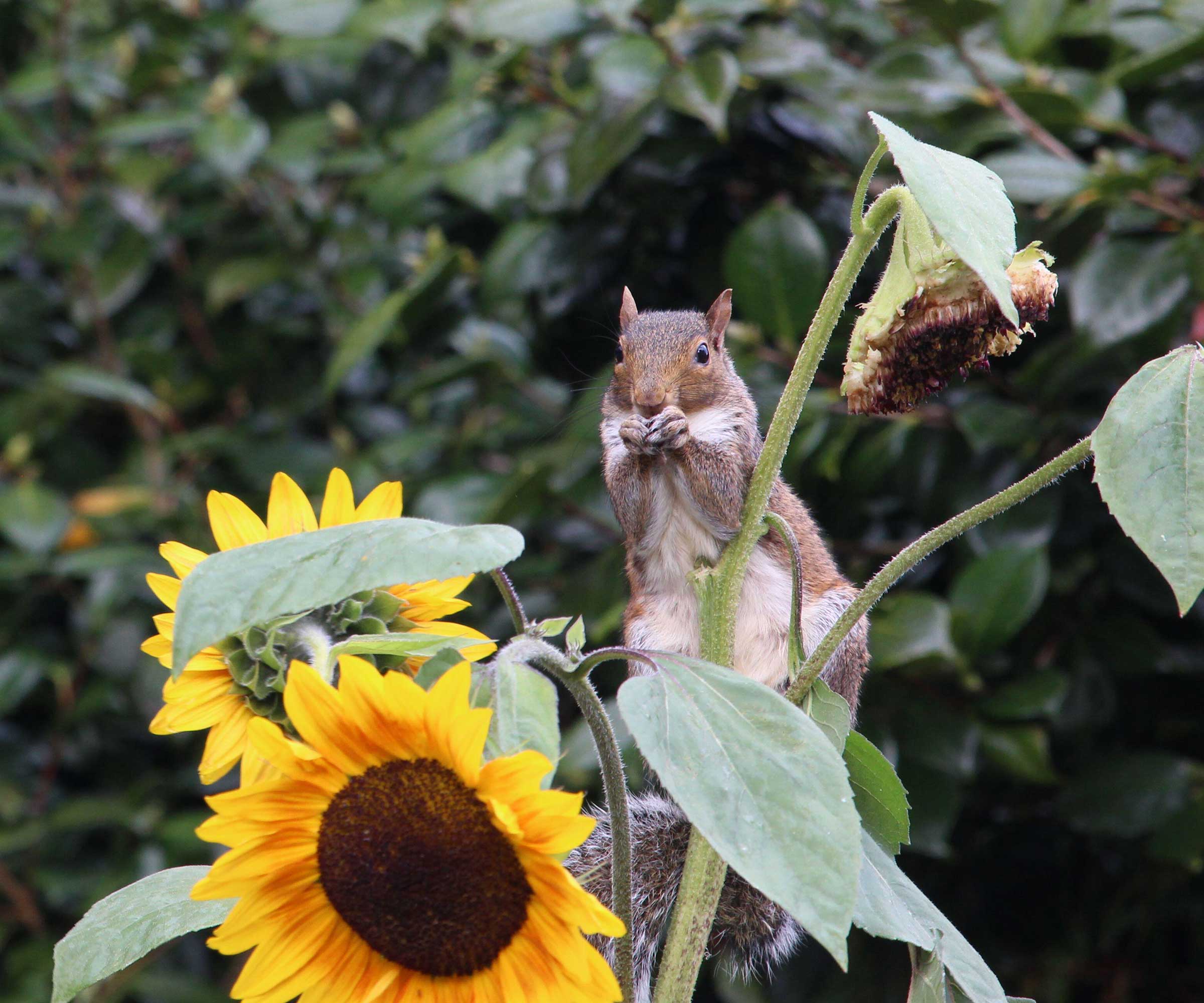 squirrel with sunflowers