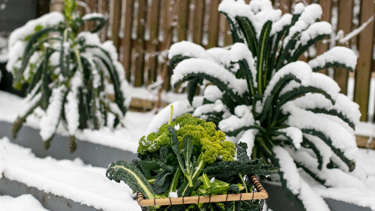 cavolo nero plants covered in snow 