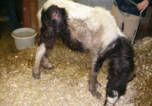 Wilfred_002.JPG