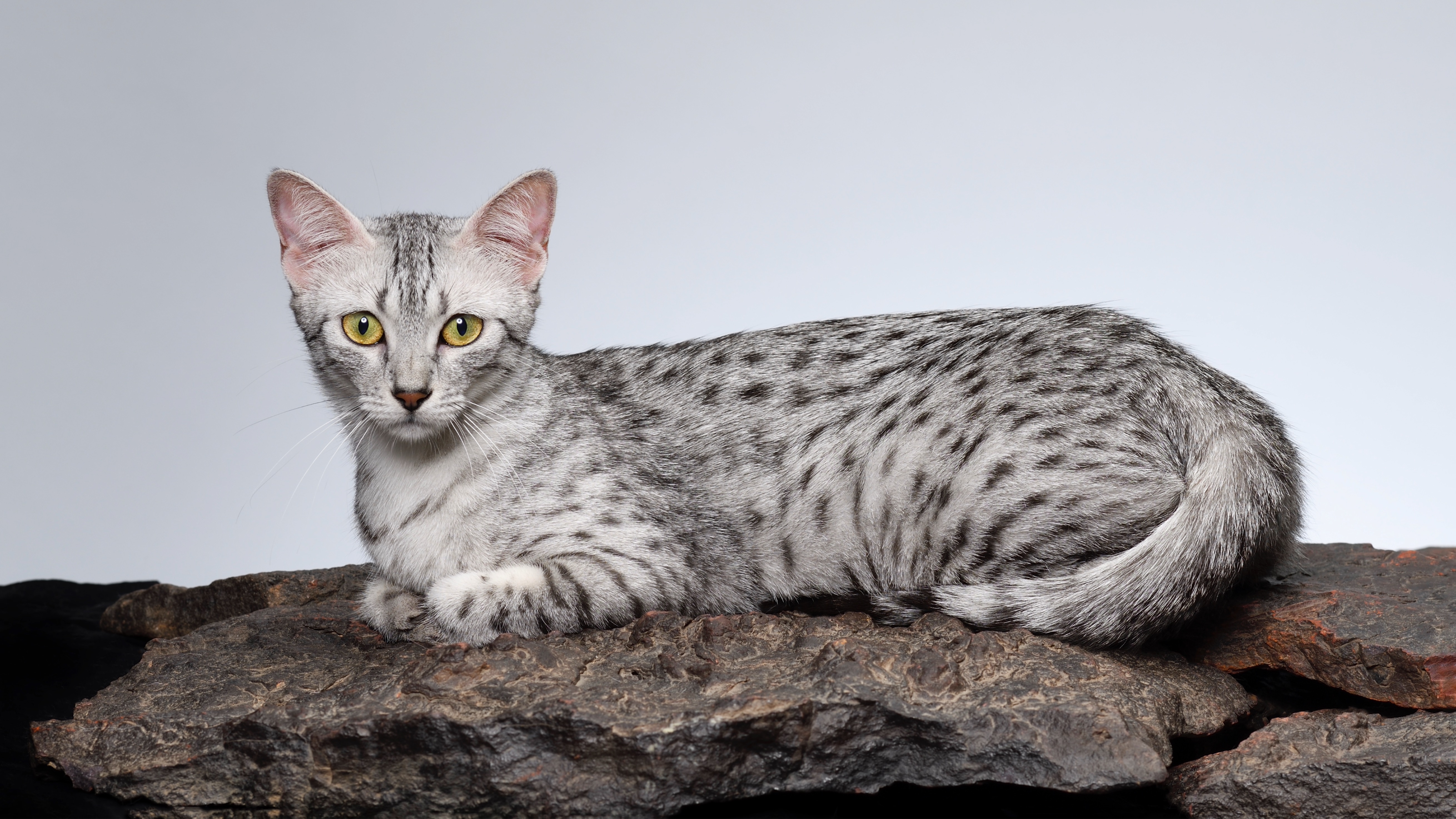 Egyptian Mau cat lying on stone