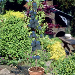 Plum 'Black Amber' plum tree growing in pot in garden