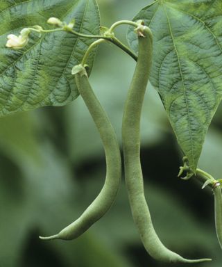 Monty Don’s French Bean growing tips