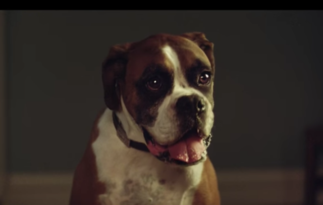 John Lewis Christmas advert: Buster the boxer