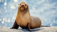 A fur seal in The Secret Lives of Animals on Apple TV Plus.