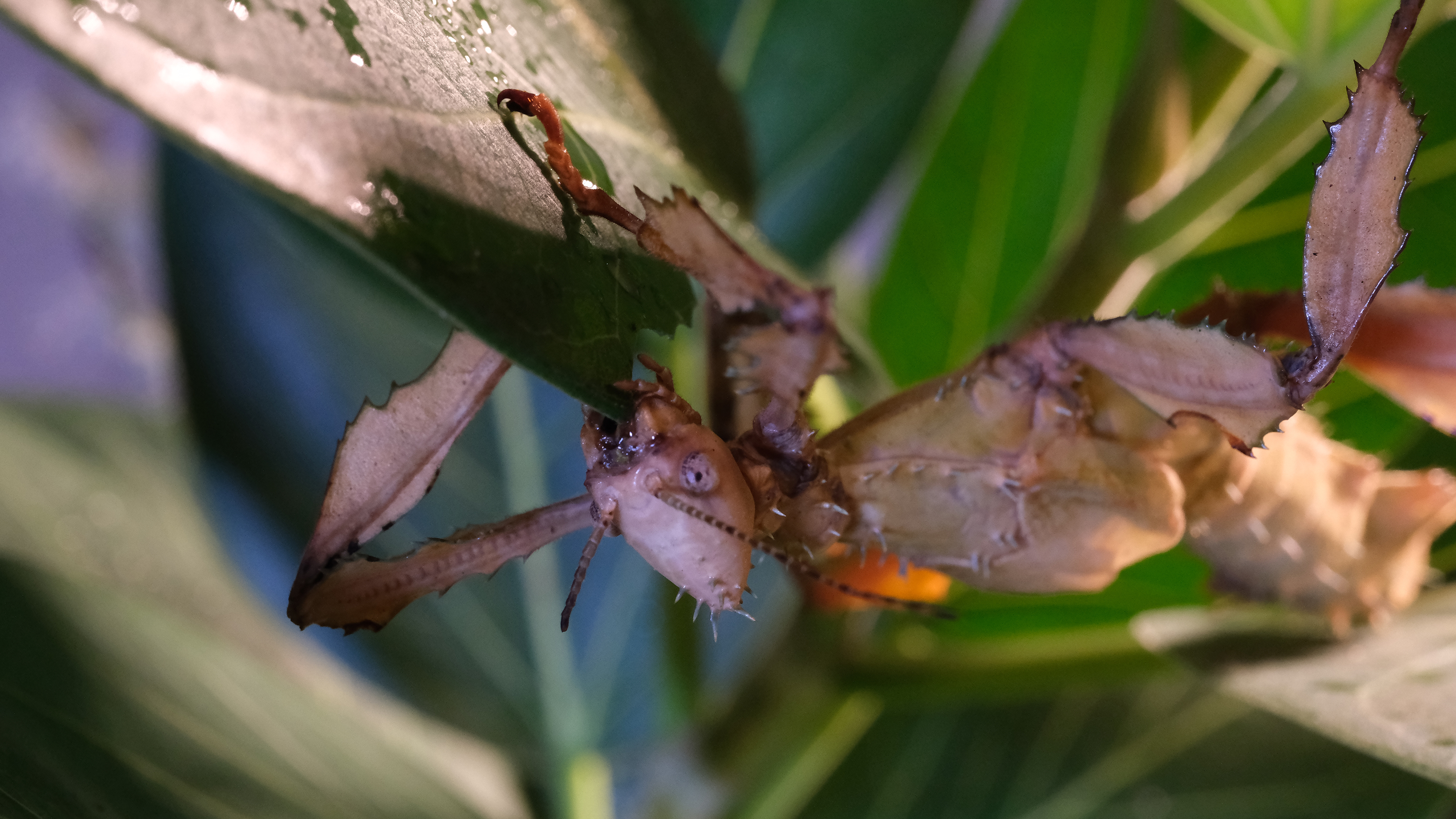 A stick insect crawling on a leaf