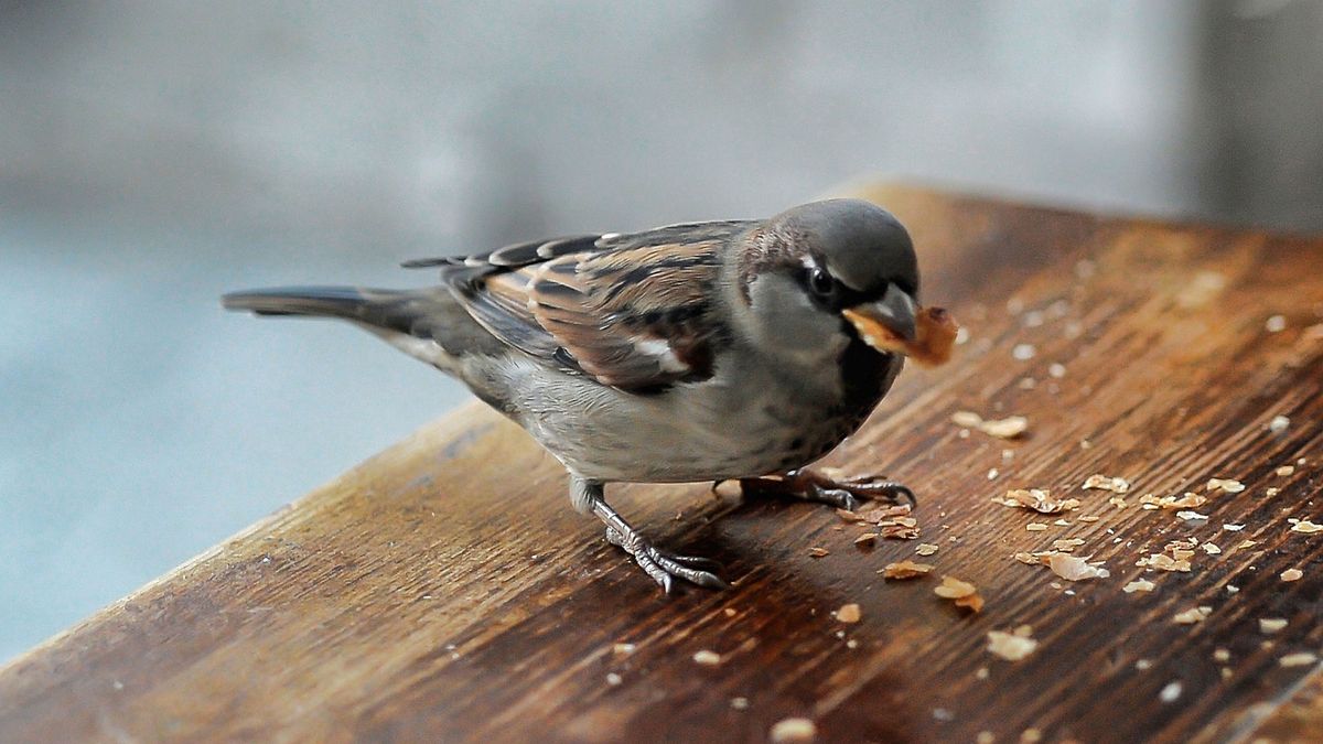 7 hacks to stop birds from pooping on your patio Tom's Guide