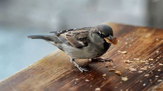 Sparrow on a garden table eating crumbs