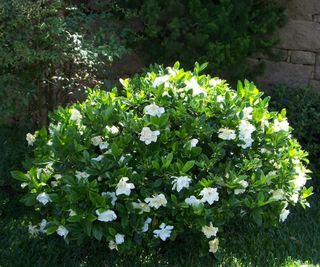 Gardenia 'Frostproof' shrub outside with white flowers