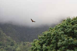 An enormous fruit bat wings its way over the mountains of Anjouan.