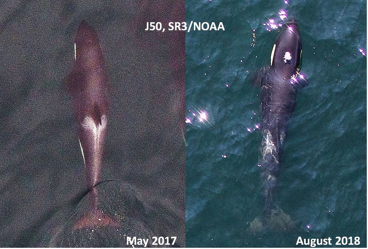 Aerial view of J50, the starving orca whale.