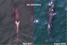 Aerial view of J50, the starving orca whale.