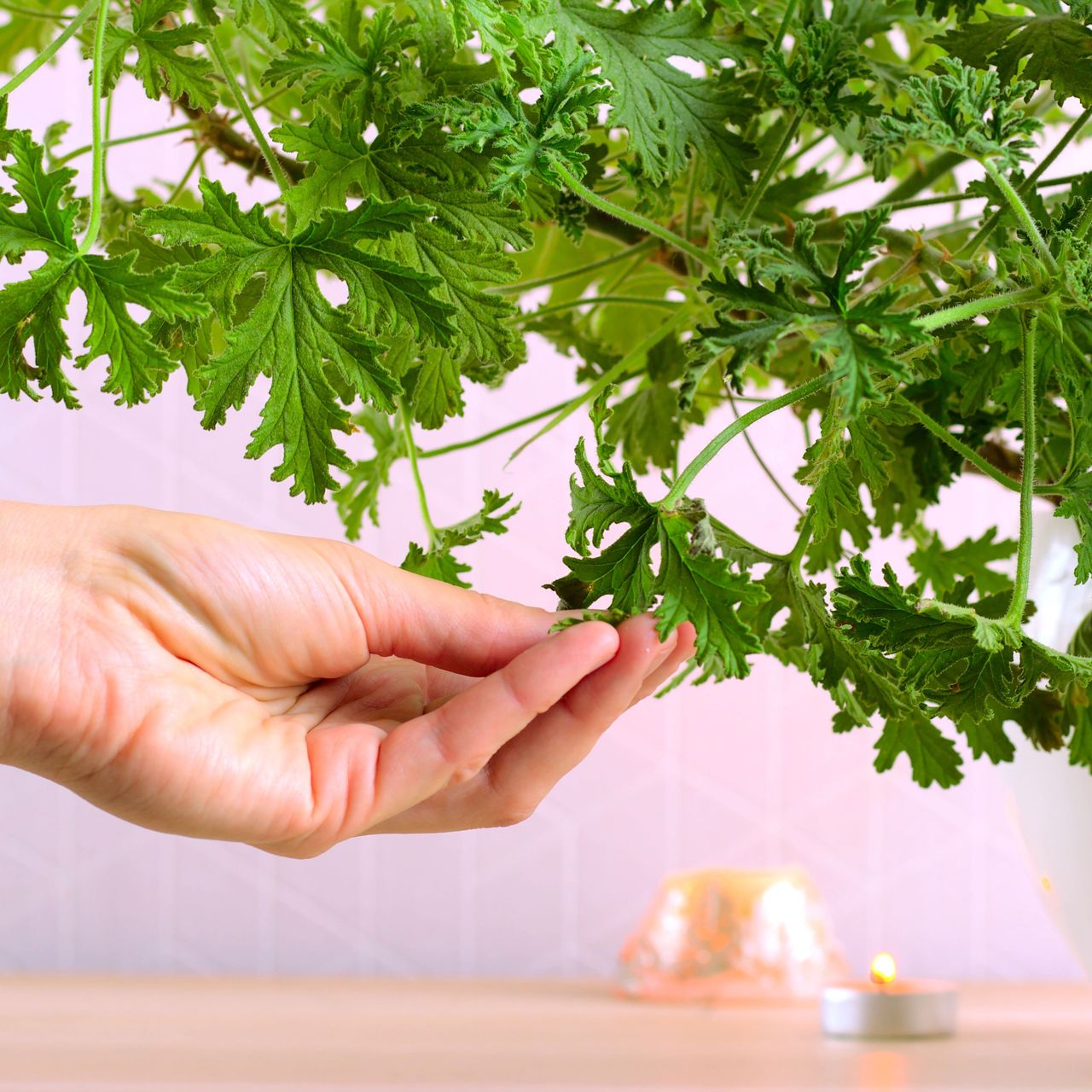 pelargonium citronella in large pot being touched by hand