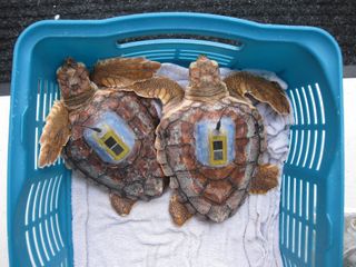 sea turtles in a basket