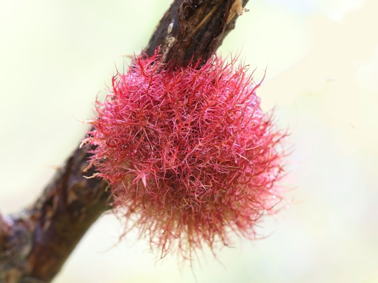 Red Rose Cane Gall