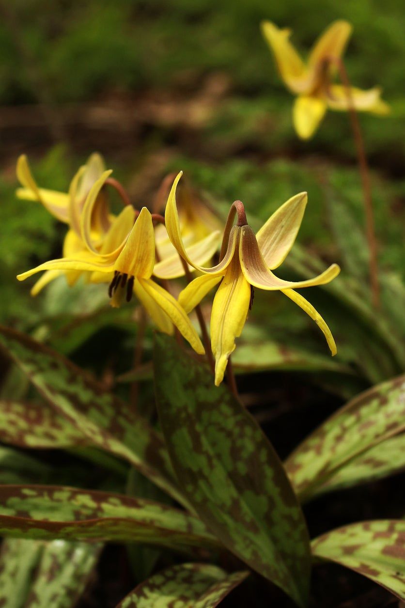 Yellow Ephemeral Wildflowers