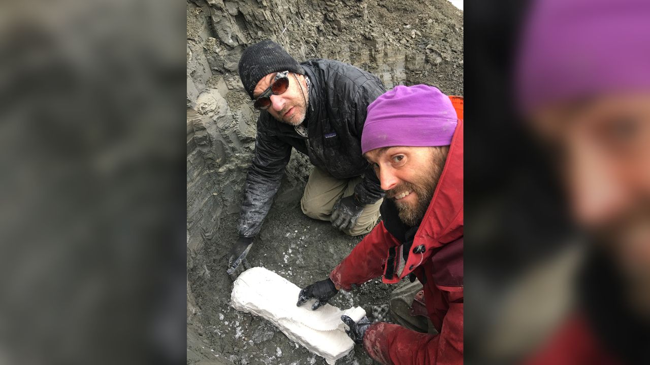 Greg Erickson and Pat Druckenmiller protect a fossil with a plaster jacket by the Colville River in northern Alaska.