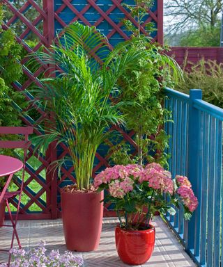 kentia palm and hydrangea in pots on a balcony