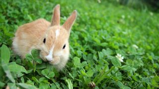 Rabbit munching on clovers