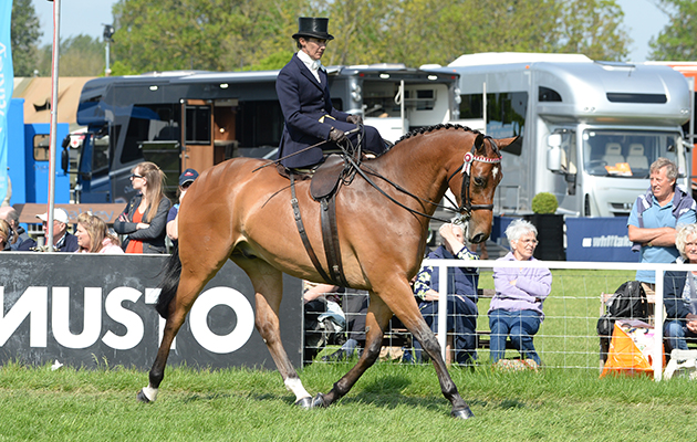 Jayne Ross riding Broadshard Simplicity, Ladies Show Horse Championship during Friday of the Royal Windsor Horse Show, in the grounds of Windsor Castle in Windsor in the county of Berkshire, UK on 13th May 2016