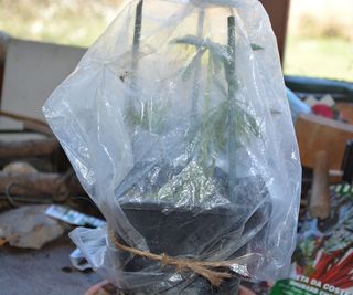 Seal cuttings in a plastic bag to keep their compost damp and atmosphere humid for growth