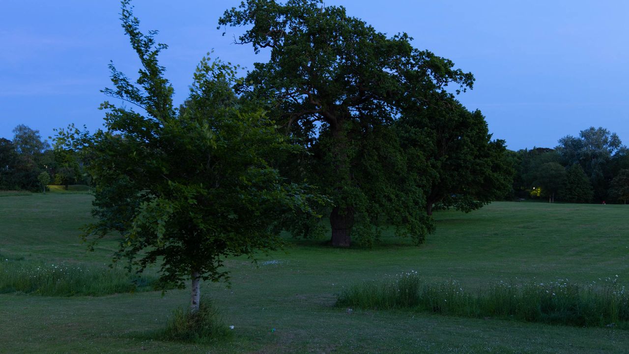 Canon EOS R8 example image taken of park at twilight demonstrating detail in shadows