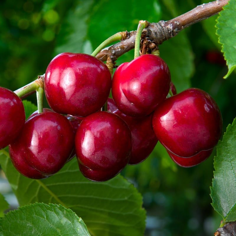 Red Coral Champagne Cherries