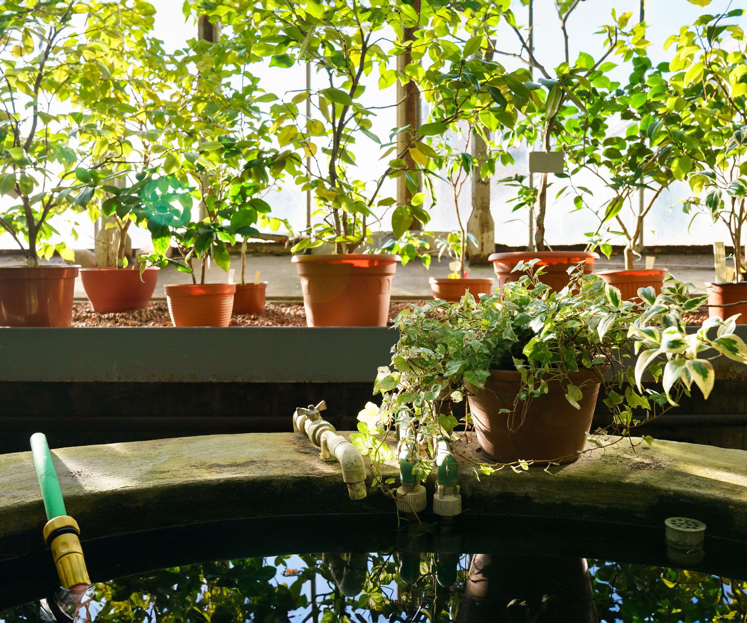 potted plants on staging bench in greenhouse with barrel of water in foreground
