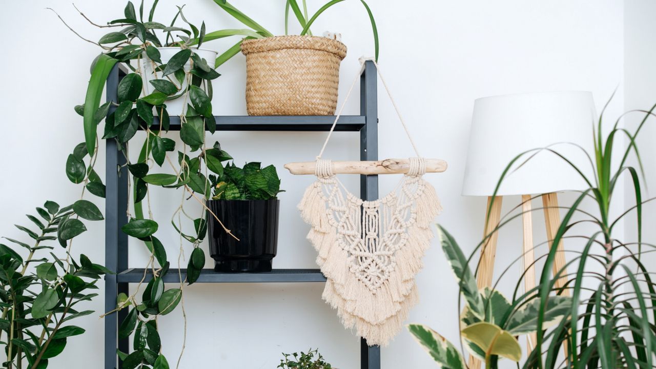 Indoor plant shelf