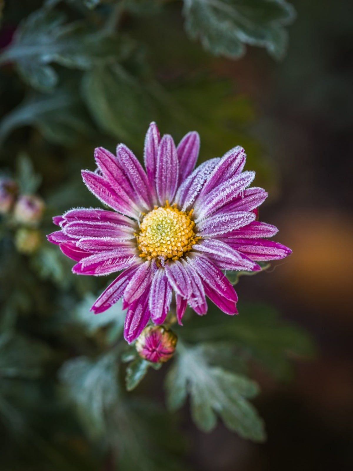 Snow Frosted Hardy Perennial Flower