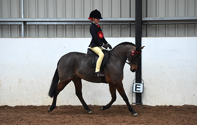 Horse No 213 (Roberta Watts &amp;amp; Woodview Lanthe) Champion in the BSPS Ridden Championship at The North Yorkshire Showcase of Champions held at the Harrogate Riding Centre, near Harrogate in North Yorkshire in the UK on 29th January 2017