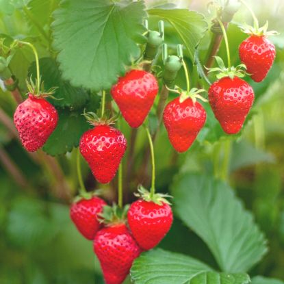 how to grow strawberries in pots close-up of the vibrant red strawberries growing in the summer sunshine 
